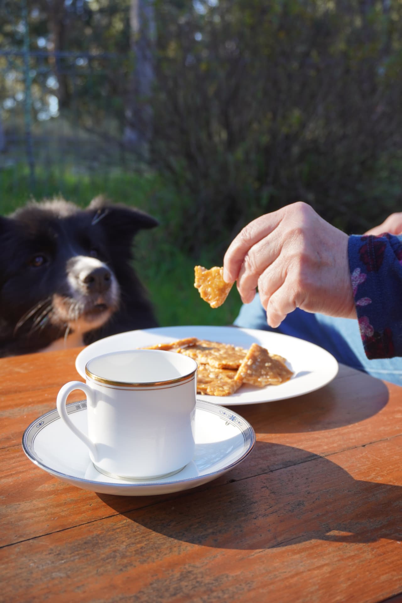 Dog eyeing a plate of brittle beside a cup of tea